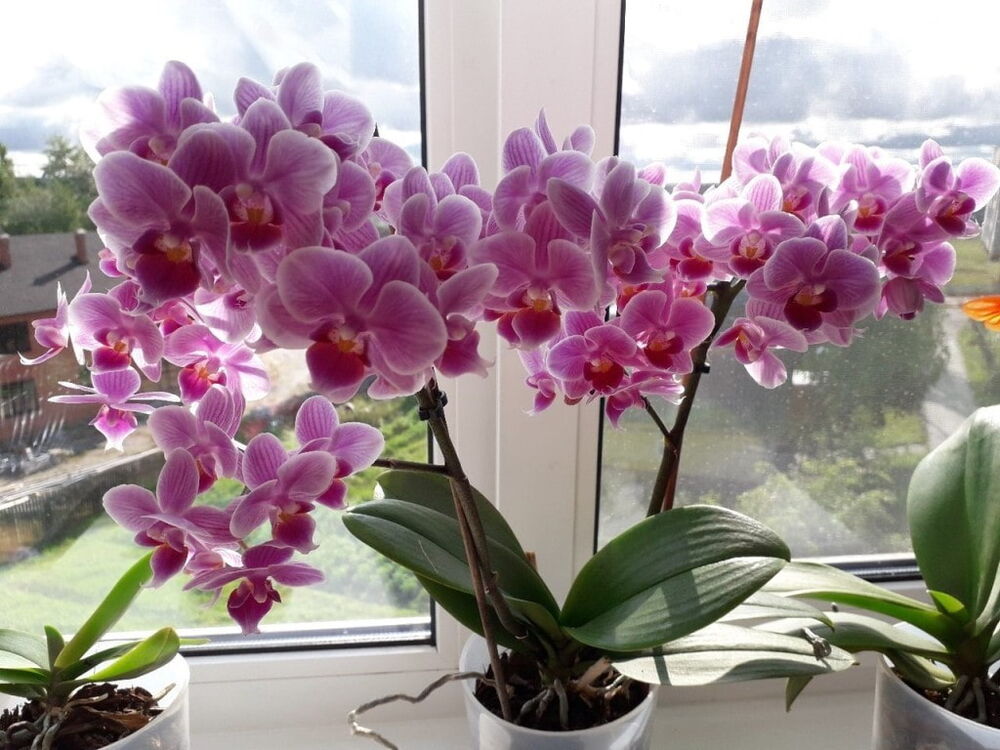Правильное освещение орхидеи